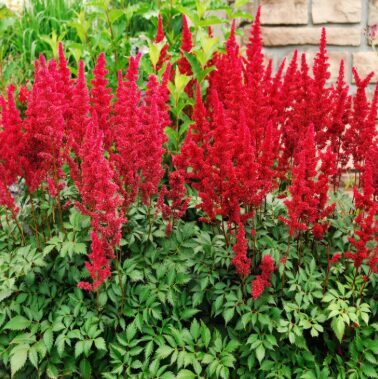 Astilbe 'Red Drumset'  (pieejams no jūnija)